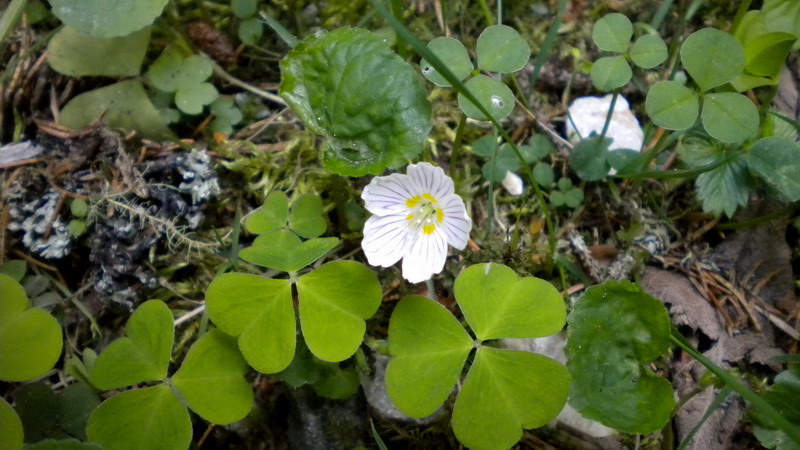 Oxalidacea - Oxalis acetosella